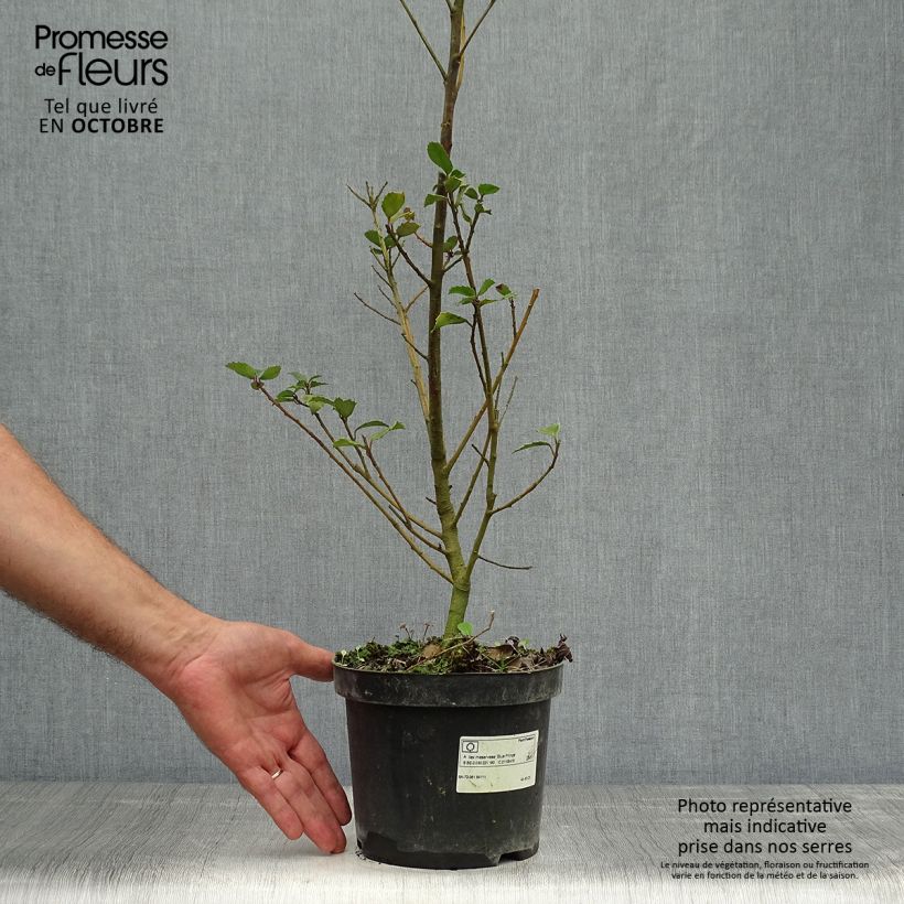 American Holly - Ilex meserveae Blue Prince 2L/3L pot sample as delivered in autumn