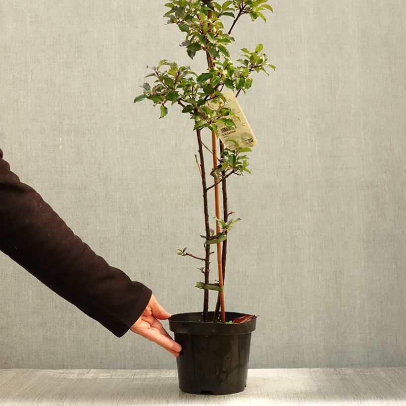 Ilex x meserveae Blue princess - Blue Holly 2L/3L pot sample as delivered in autumn