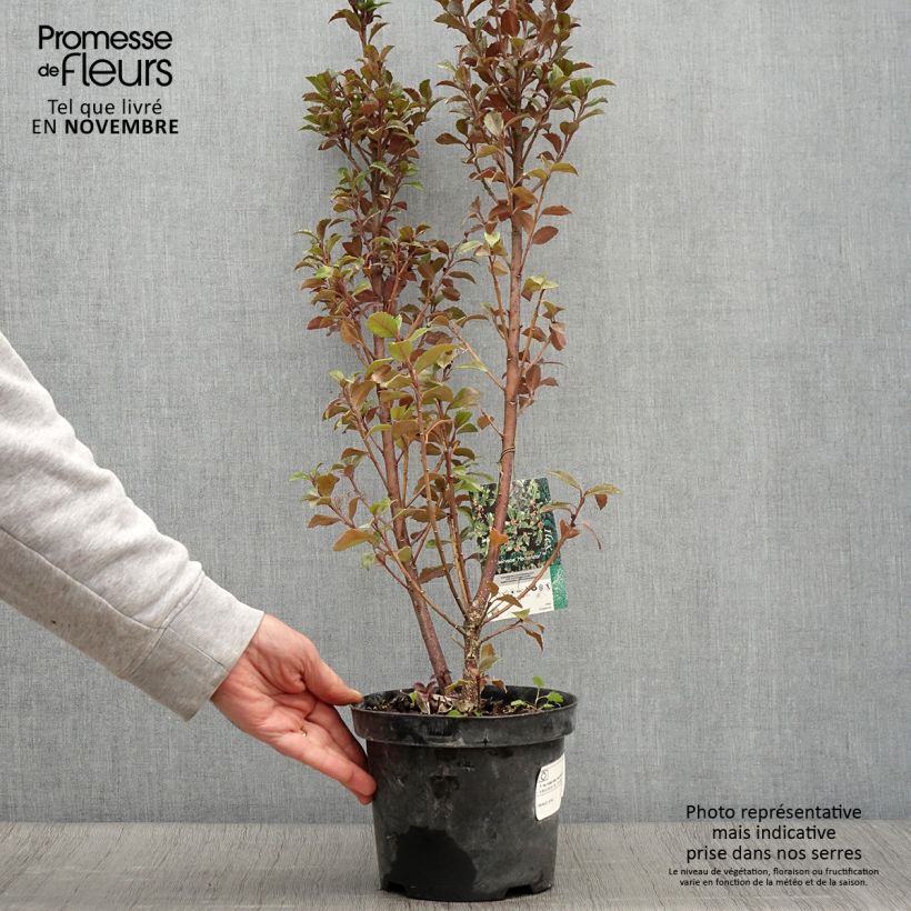 Ilex meserveae Hecken Star - Blue Holly 2L/3L pot sample as delivered in autumn