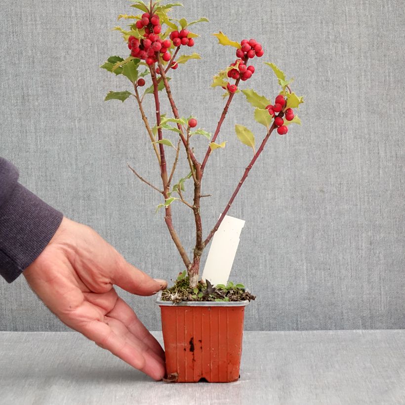 Ilex meserveae Magical Amoro Rosso 8/9 cm pot sample as delivered in autumn