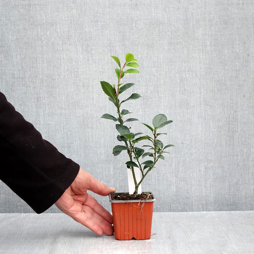 Ilex meserveae Heckenblau 8/9 cm pot sample as delivered in autumn