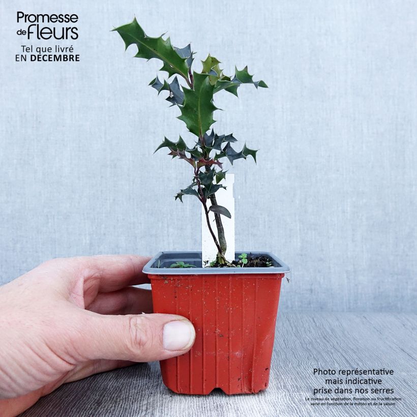 Common Holly - Ilex aquifolium JC Van Tol 8/9 cm pot sample as delivered in autumn