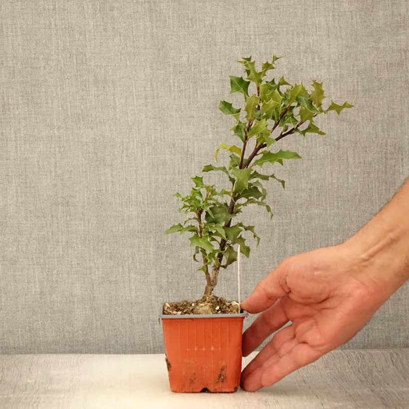 Common Holly - Ilex aquifolium JC Van Tol 8/9 cm pot sample as delivered in summer