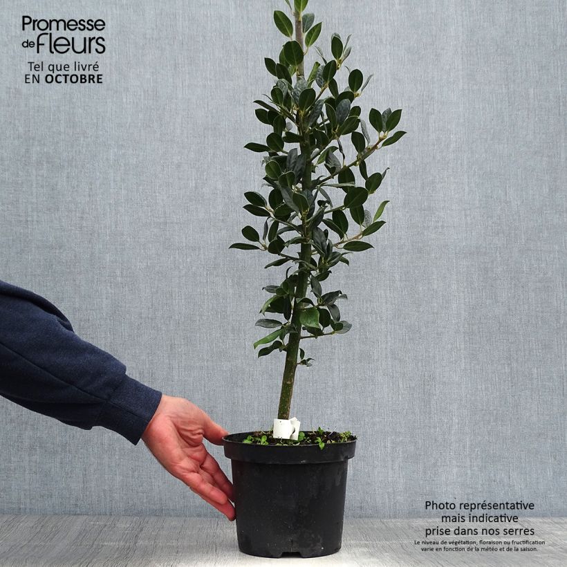 Common Holly - Ilex aquifolium JC Van Tol 2L/3L pot sample as delivered in autumn
