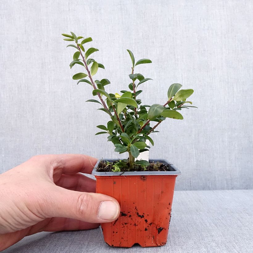 Crenate Holly - Ilex crenata Convexa 8/9 cm pot sample as delivered in winter