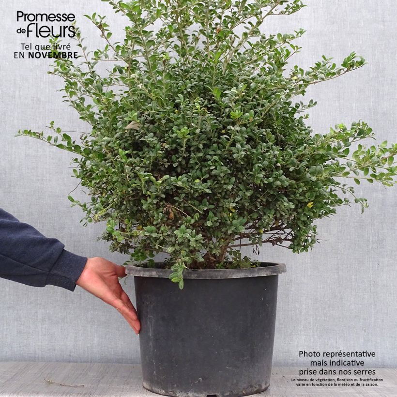 Ilex crenata Convexa - Japanese Holly 7.5L/10L pot sample as delivered in autumn
