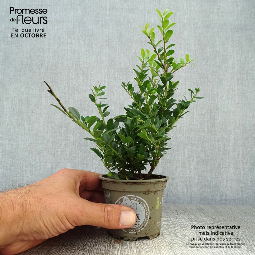 Ilex crenata Dark Green - Japanese Holly 8/9 cm pot sample as delivered in autumn