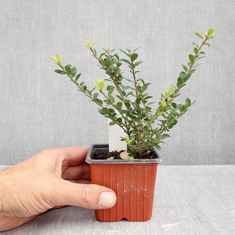 Ilex crenata Glory Gem - Japanese Holly 8/9 cm pot sample as delivered in autumn