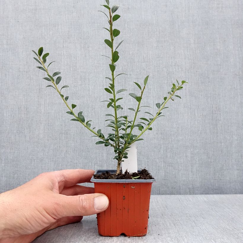 Ilex crenata Glory Gem - Japanese Holly 8/9 cm pot sample as delivered in spring