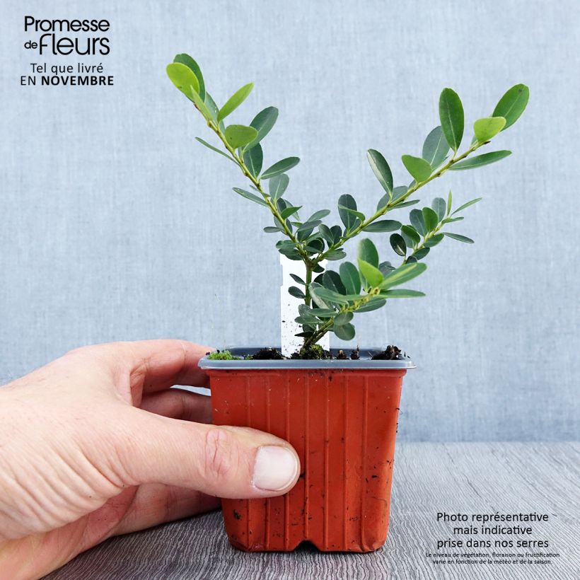 Ilex crenata Green Hedge - Japanese Holly 8/9 cm pot sample as delivered in autumn