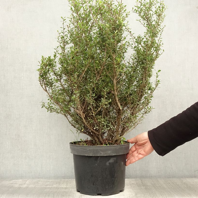 Ilex crenata Green Hedge - Japanese Holly 7.5L/10L pot sample as delivered in autumn