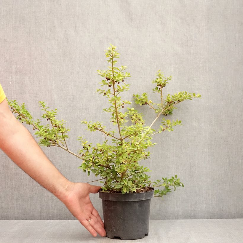 Ilex crenata Green Lustre - Japanese Holly 2L/3L pot sample as delivered in summer