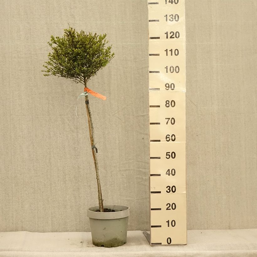 Ilex crenata Kinme 7.5L/10L pot sample as delivered in autumn