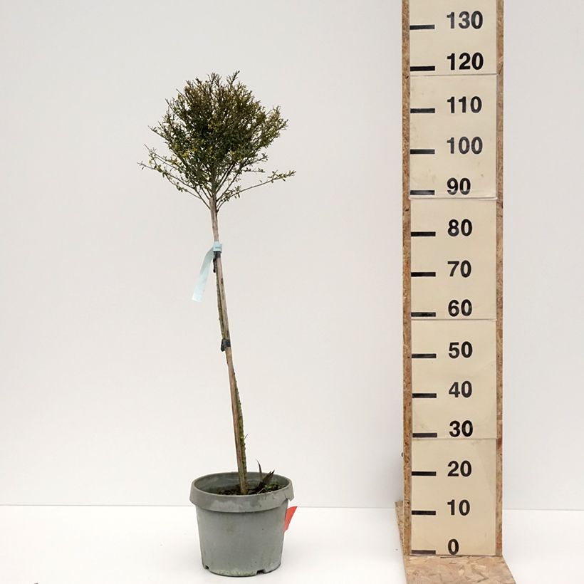 Ilex crenata Kinme 7.5L/10L pot sample as delivered in winter