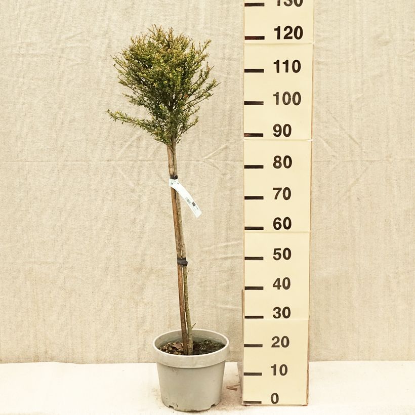 Ilex crenata Kinme 7.5L/10L pot, Quarter standard sample as delivered in spring