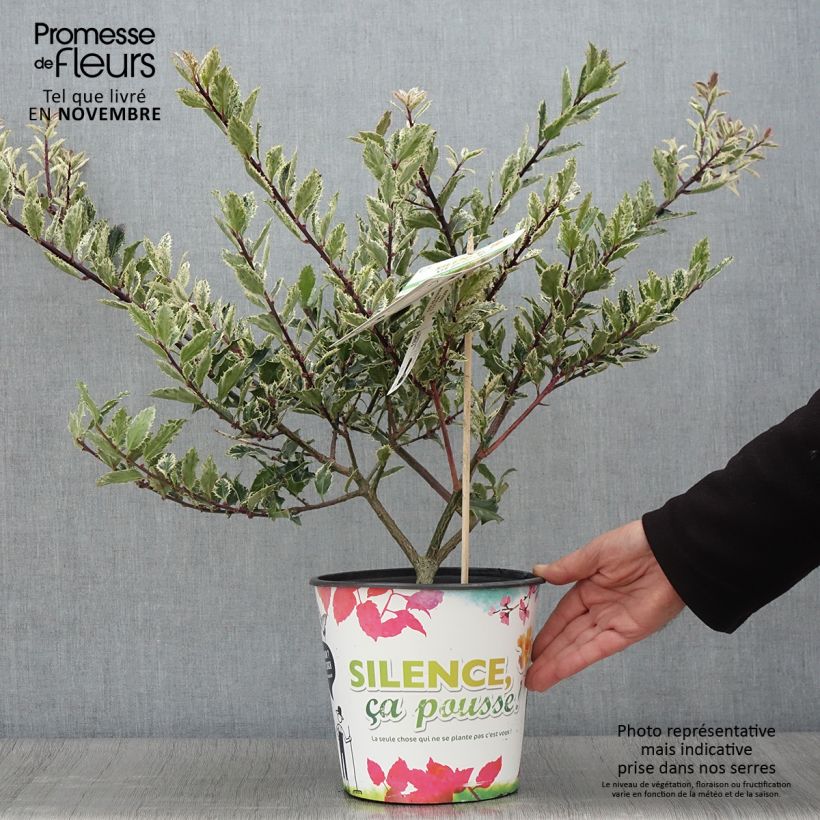 Ilex aquifolium Ingramii - Common Holly 2L/3L pot sample as delivered in autumn