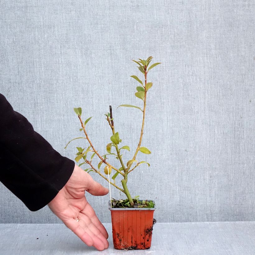Ilex x meserveae Heckenpracht - Blue Holly 8/9 cm pot sample as delivered in autumn