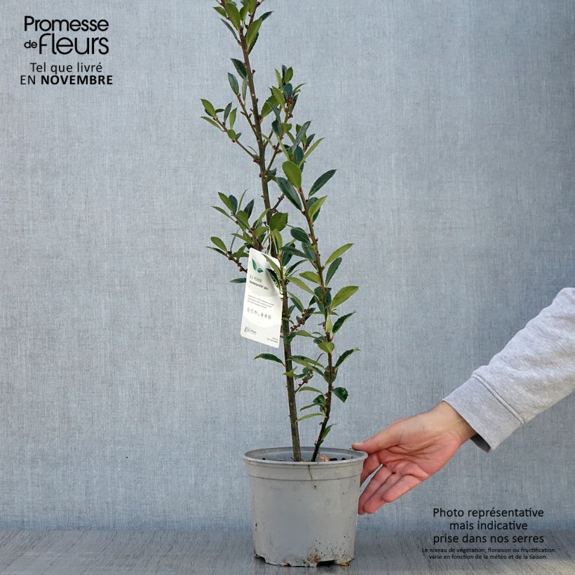 Ilex x meserveae Heckenpracht - Blue Holly 2L/3L pot sample as delivered in autumn