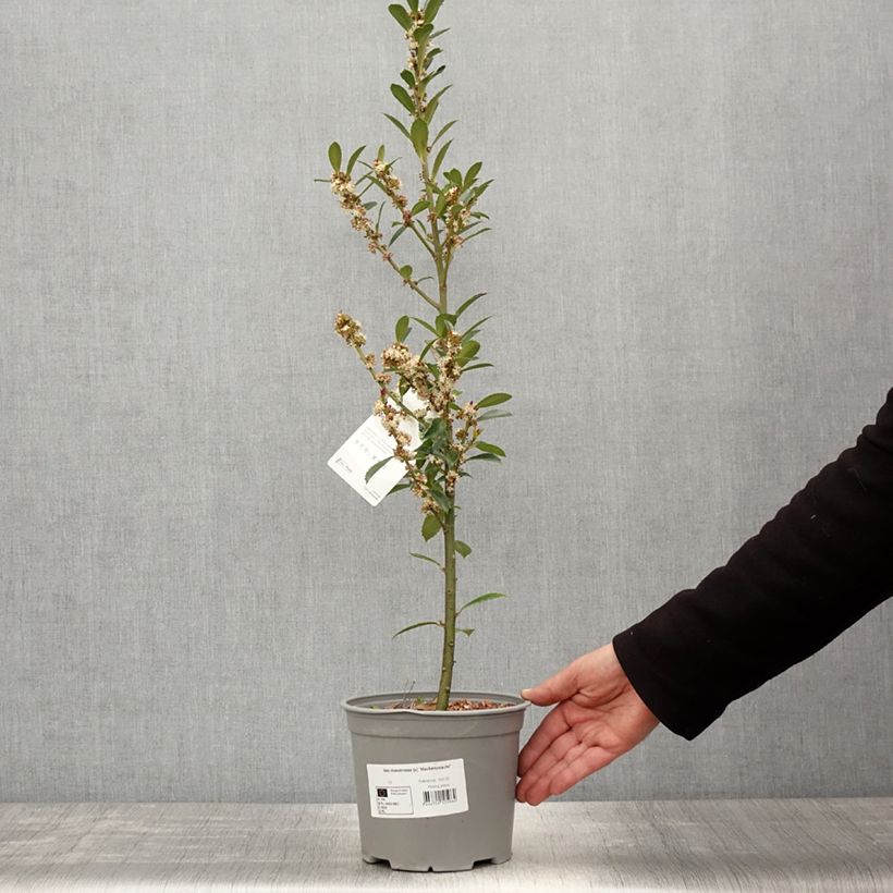 Ilex x meserveae Heckenpracht - Blue Holly 2L/3L pot sample as delivered in spring