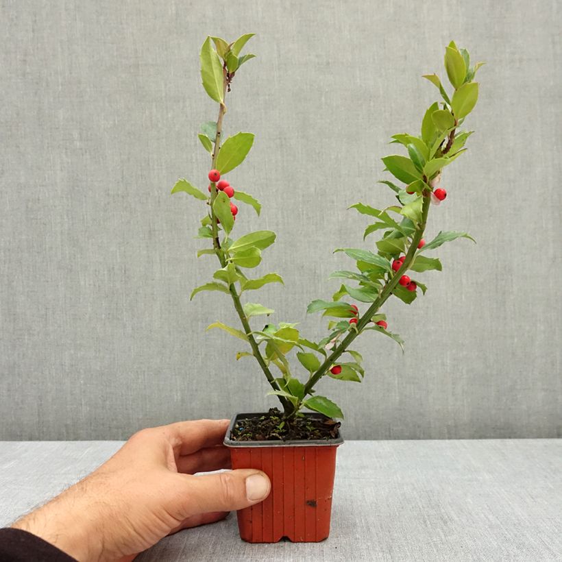 Ilex  meserveae Mesid - Blue Holly 8/9 cm pot sample as delivered in summer