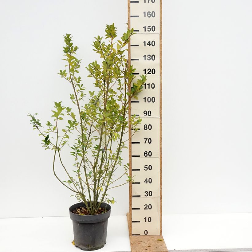 Ilex  meserveae Mesid - Blue Holly 7.5L/10L pot sample as delivered in autumn