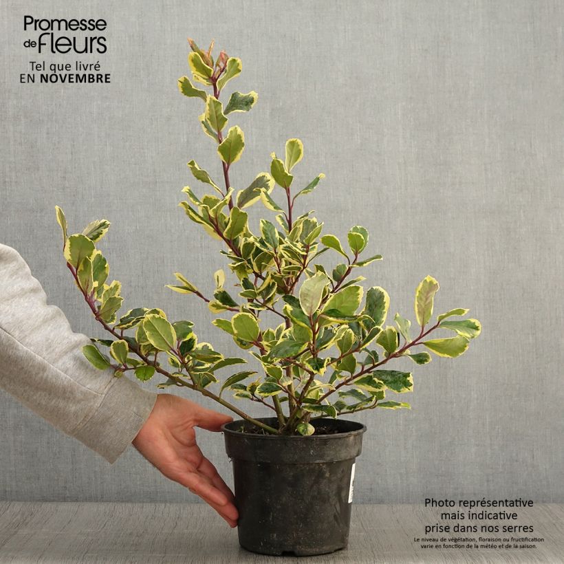 Ilex Golden King - Holly 2L/3L pot sample as delivered in autumn