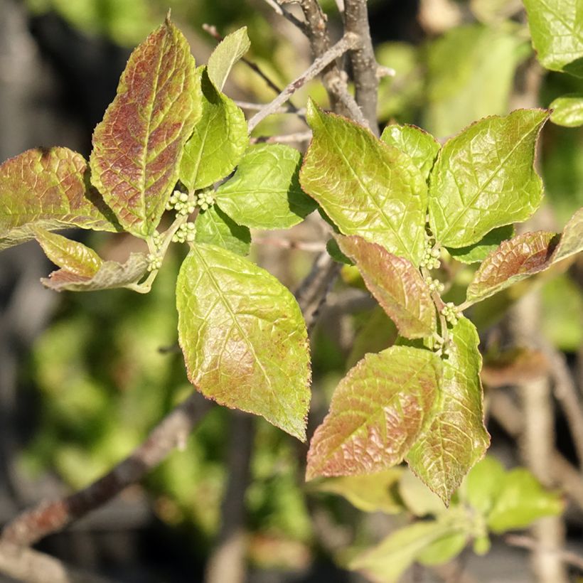 Ilex verticillata Oosterwijk  - Winterberry (Foliage)