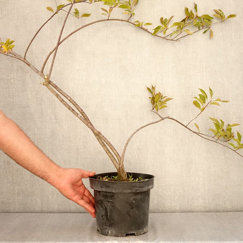 Ilex verticillata Oosterwijk  - Winterberry 4L/5L pot sample as delivered in summer