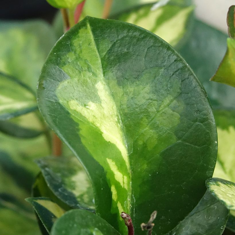 Hoya australis Tricolor - New South Wales wax flower (Foliage)