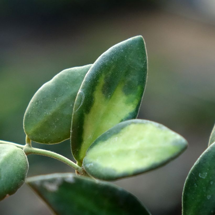 Hoya burtoniae Variegata - Wax plant (Foliage)