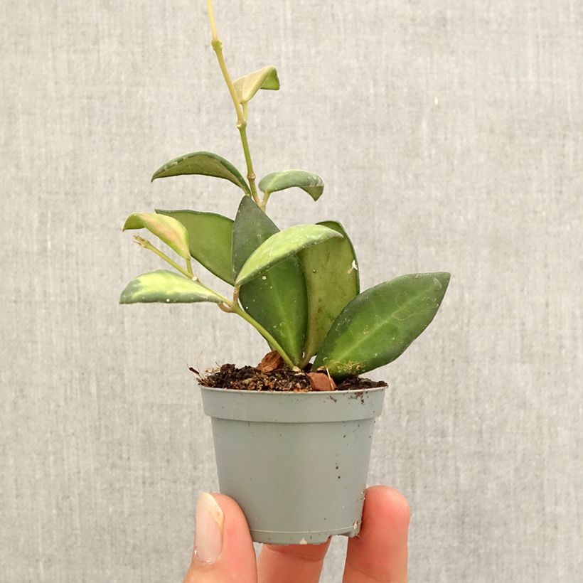 Hoya burtoniae Variegata - Wax plant Mini-plante sample as delivered in autumn