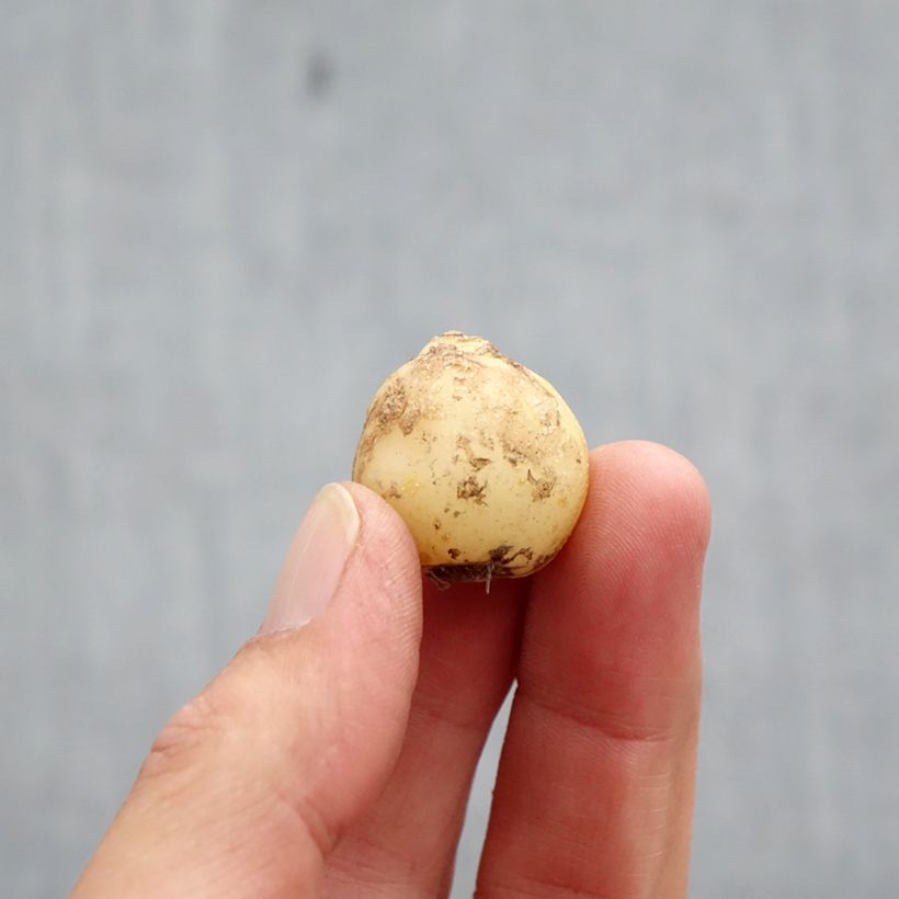 Hyacinthoides non-scripta Alba Bulb size 7+ sample as delivered in autumn