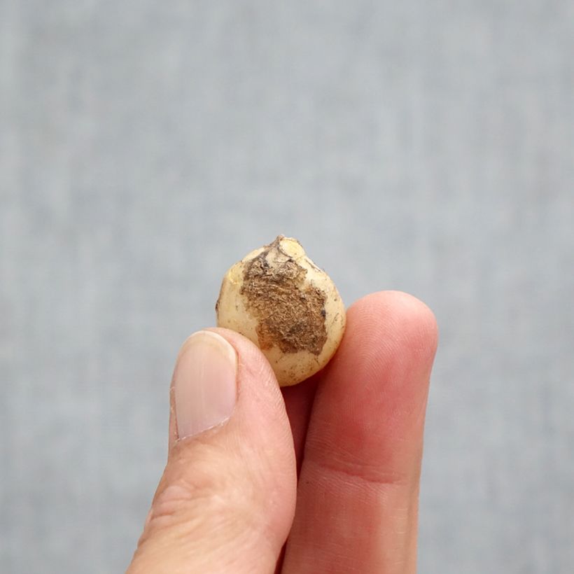 Hyacinthoides non-scripta Rosea - Common Bluebell Bulb size 7+ sample as delivered in autumn