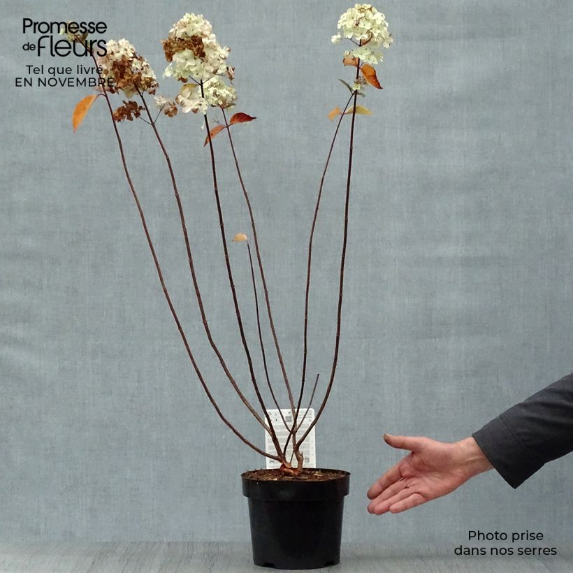 Hydrangea paniculata Fraise Melba 3L/4L pot sample as delivered in autumn