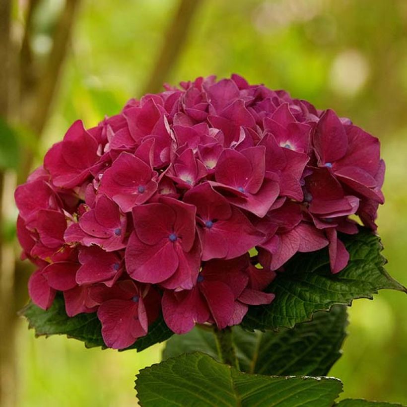 Hydrangea macrophylla Merveille Sanguine (Flowering)