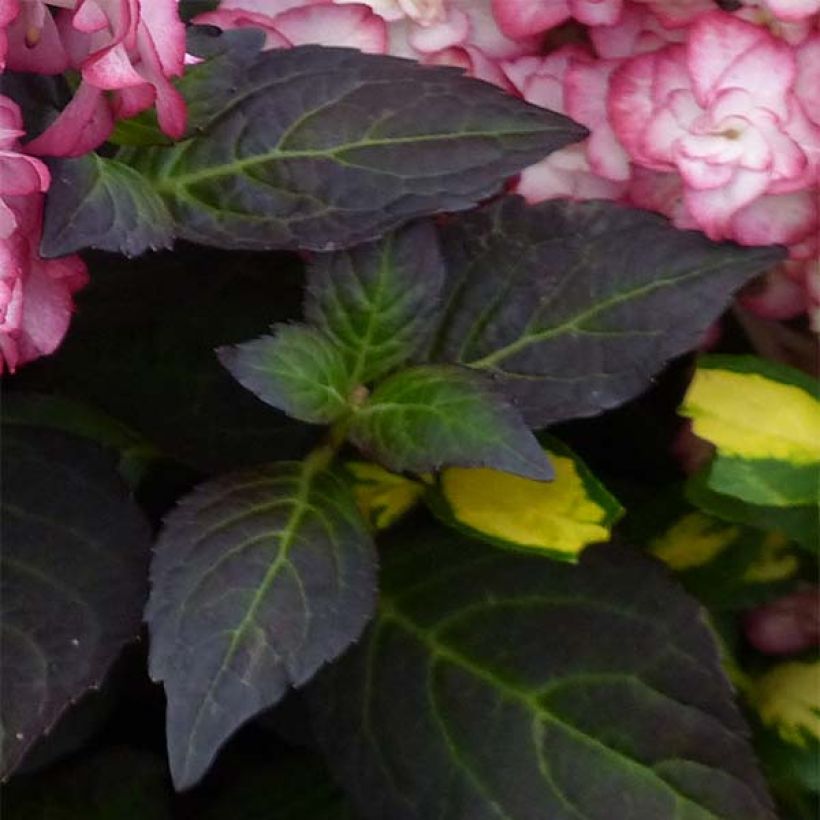 Hydrangea macrophylla Miss Saori (Foliage)