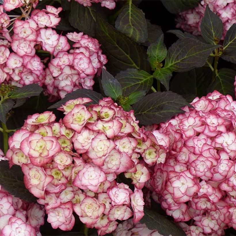 Hydrangea macrophylla Miss Saori (Flowering)