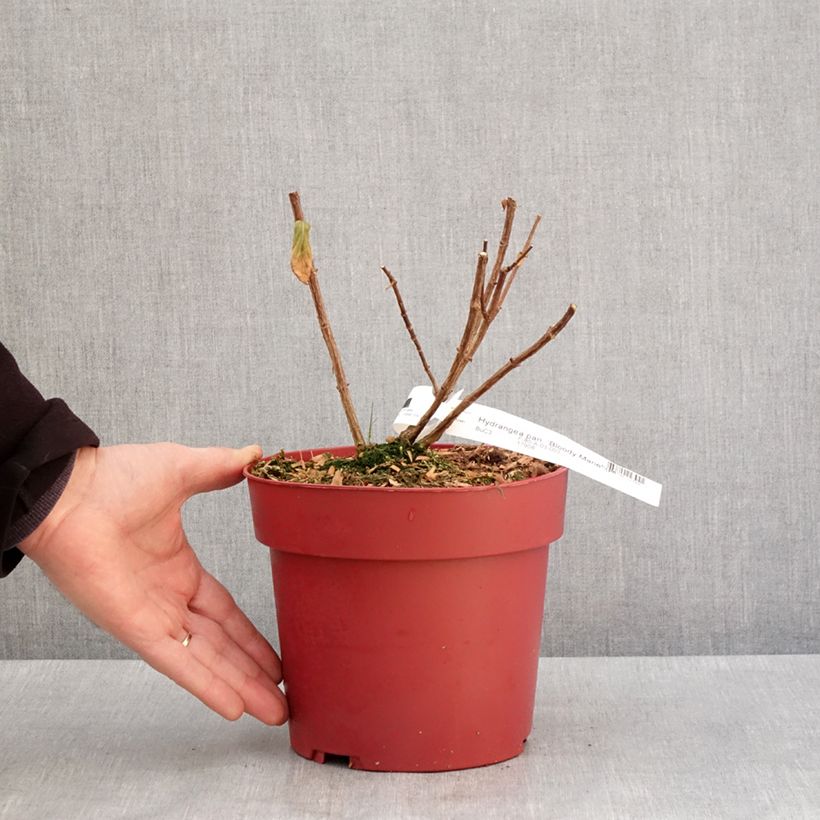 Hydrangea paniculata Bloody Marie 3L/4L pot sample as delivered in winter