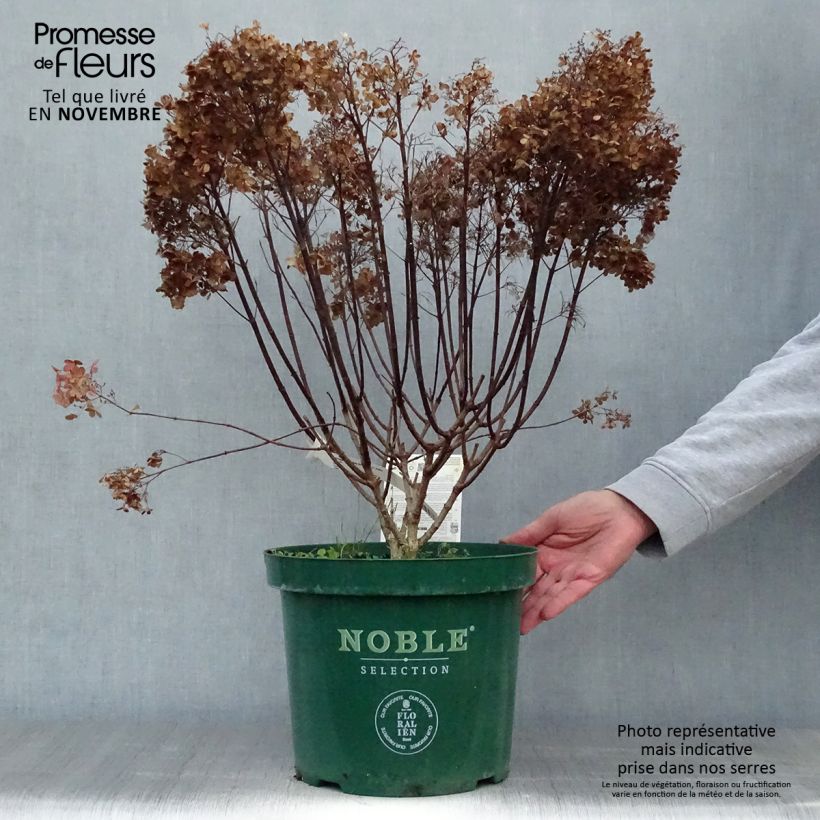 Hydrangea paniculata Bobo 6L/7L pot sample as delivered in autumn