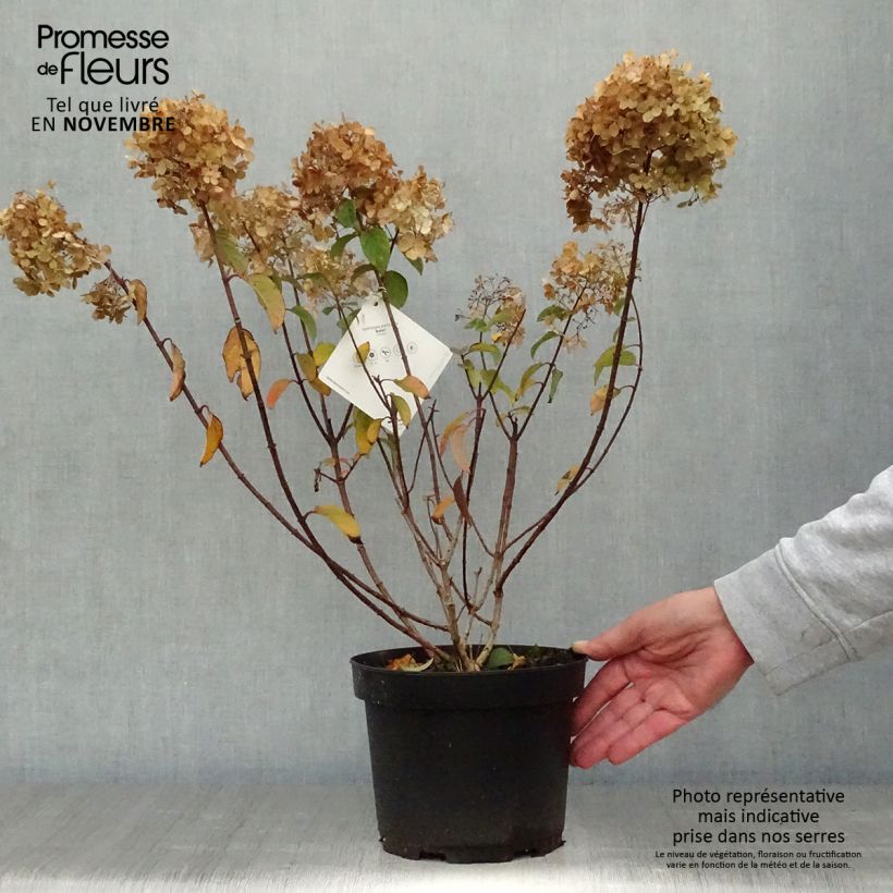 Hydrangea paniculata Bobo 3L/4L pot sample as delivered in autumn