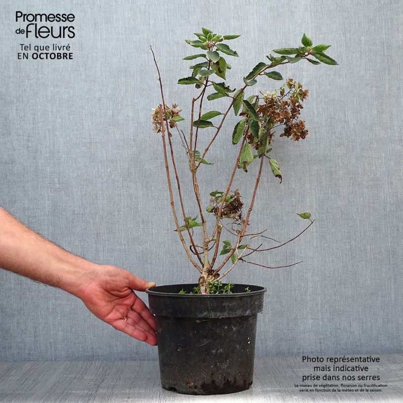 Hydrangea paniculata Bombshell 2L/3L pot sample as delivered in autumn