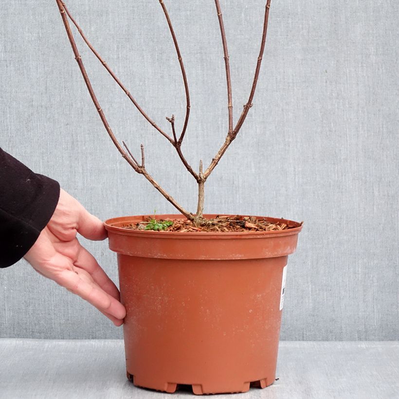 Hydrangea paniculata Candlelight 3L/4L pot sample as delivered in winter