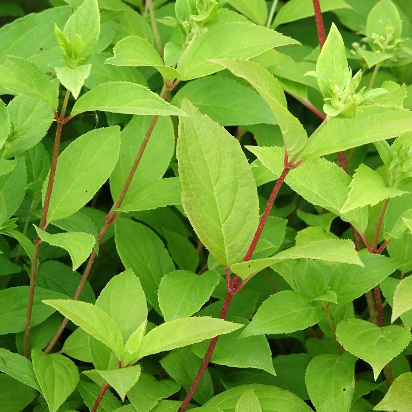 Hydrangea paniculata Confetti (Foliage)
