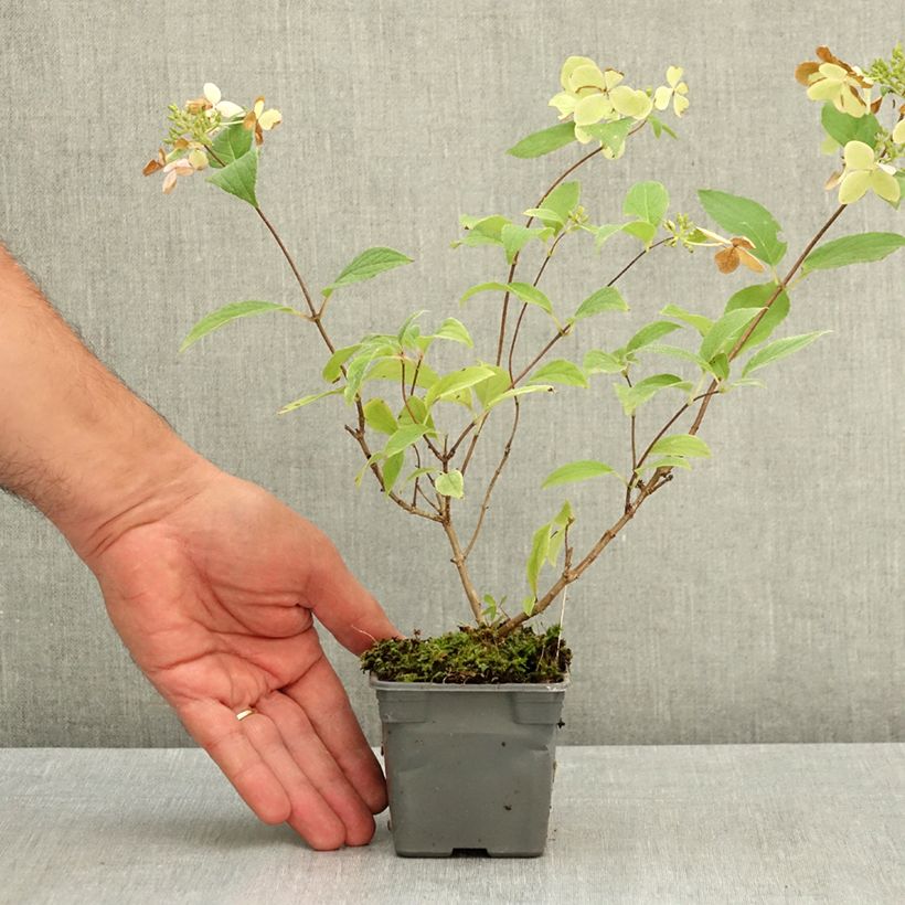 Hydrangea paniculata Confetti 8/9 cm pot sample as delivered in summer