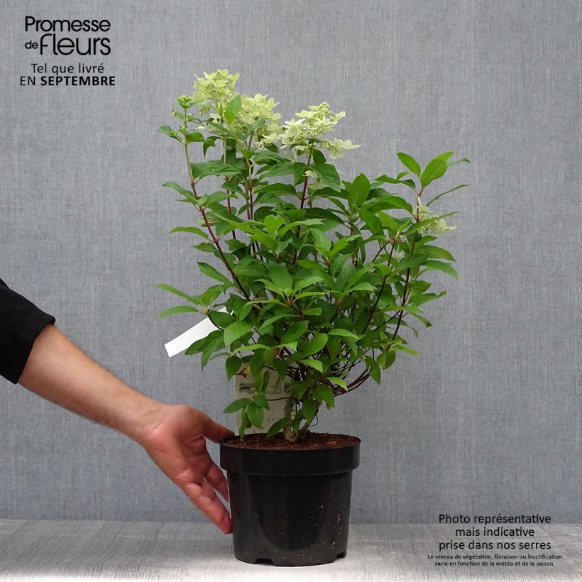 Hydrangea paniculata Confetti 2L/3L pot sample as delivered in autumn