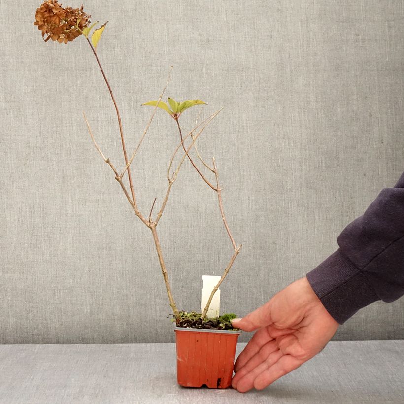 Hydrangea paniculata Dharuma 8/9 cm pot sample as delivered in autumn