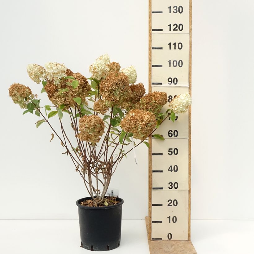 Hydrangea paniculata Diamantino 7.5L/10L pot sample as delivered in summer