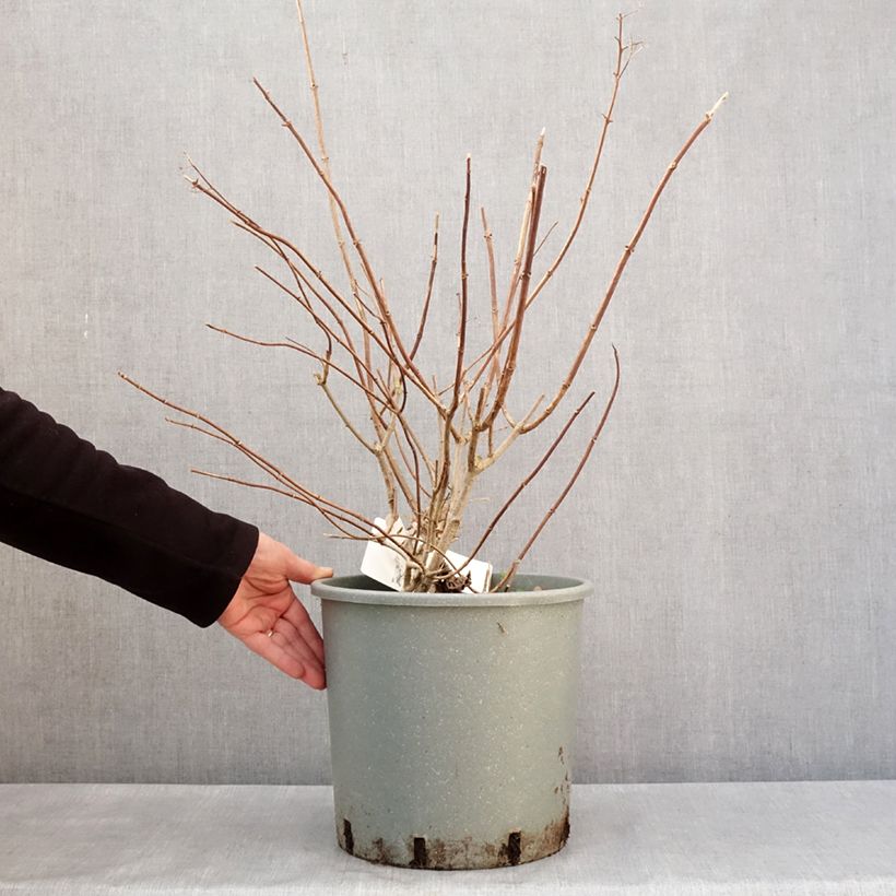 Hydrangea paniculata Diamantino 7.5L/10L pot sample as delivered in winter