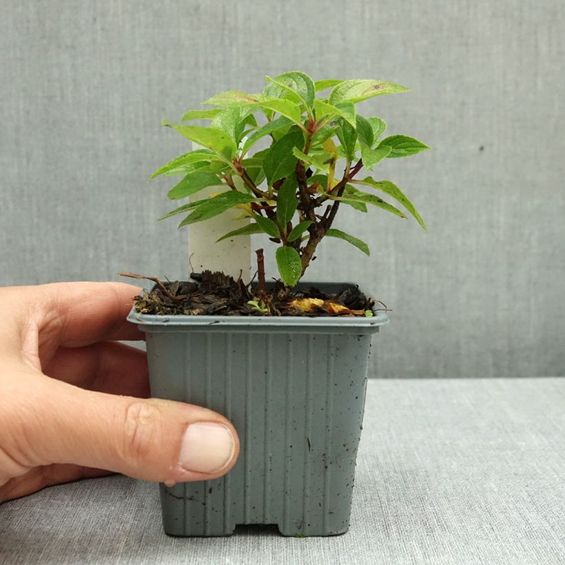 Hydrangea paniculata Graffiti 8/9 cm pot sample as delivered in autumn