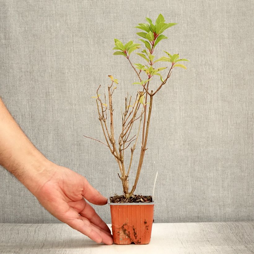 Hydrangea paniculata Graffiti 8/9 cm pot sample as delivered in summer